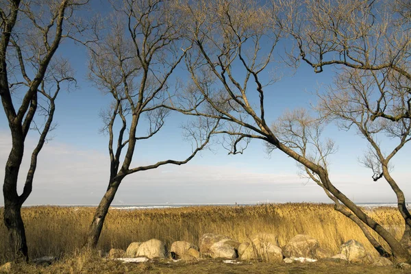 Träd Utan Bladverk Har Böjd Över Stenblock Och Torr Kan — Stockfoto