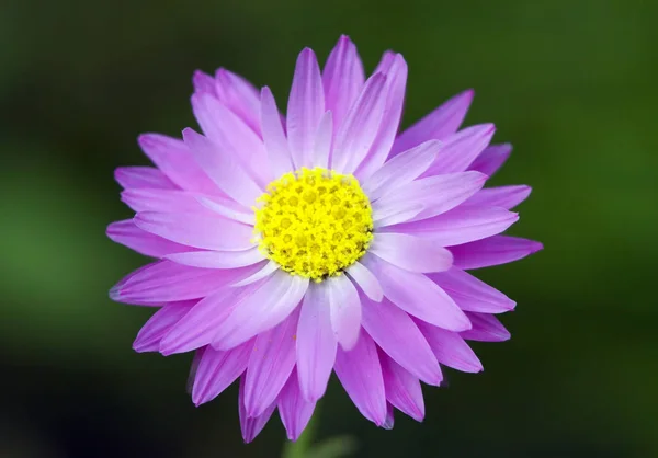 Een Van Eerste Voorjaar Roze Bloem — Stockfoto