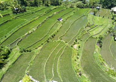 Pirinç terasları, Bali, Endonezya üzerinde havadan görünümü