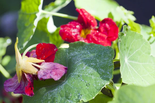 Nasturtium Hint Tere Çiçekler Içinde Çiğ Damla — Stok fotoğraf