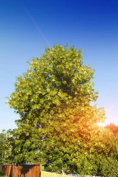 Tília Árvore Fechar Dia Ensolarado — Fotografia de Stock
