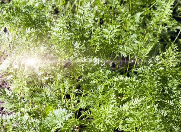 Verdes Frescos Brotos Cenouras — Fotografia de Stock