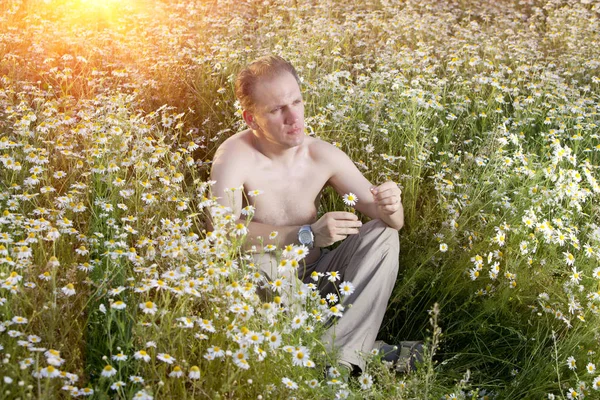 Man Field Camomiles Guesses Camomile — Stock Photo, Image
