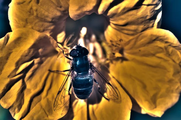 Bee Calendula Flower — Stock Photo, Image