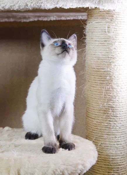 Elegante Gattino Dai Capelli Tipo Siamese Coda Molle Mekong — Foto Stock