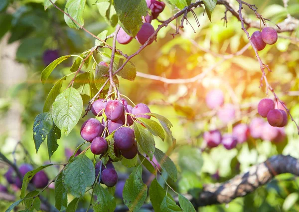 Takken Van Een Pruimenboom Met Rijp Fruit — Stockfoto