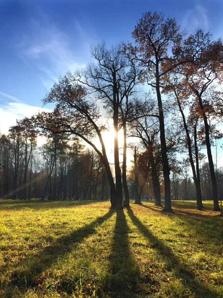 Albero Autunnale Sole — Foto Stock