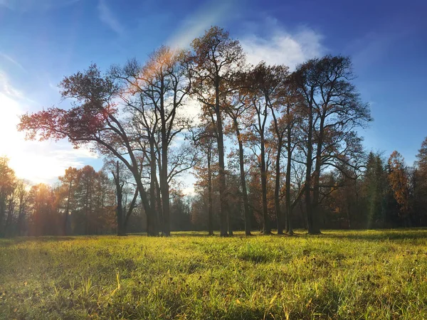 Brillante Bosque Otoñal Bajo Sol —  Fotos de Stock