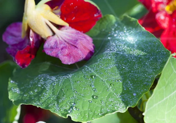 Nasturtium Indian Cress Flowers Dew Drops — Stock Photo, Image