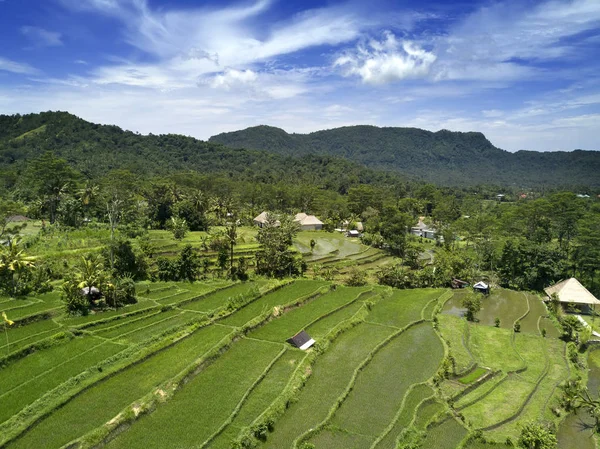 Pirinç Terasları Bali Indonesi Üzerinde Havadan Görünümü — Stok fotoğraf