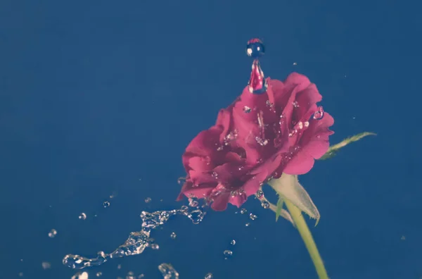 Rosenblüte Regen Wassertropfen Leuchten Vintage Retro Effec — Stockfoto