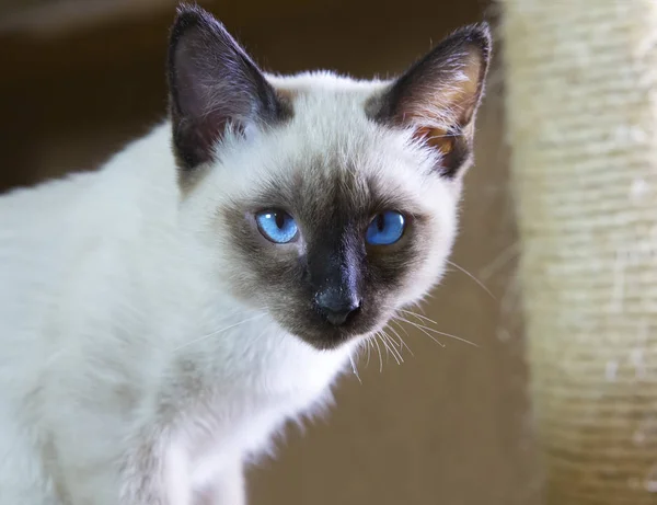 シャムのタイプ メコン ボブテイルのなめらかな髪子猫 — ストック写真