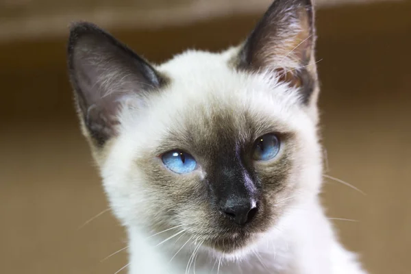 Гладкий Волосатый Котенок Сиамского Типа Mekong Bobtail — стоковое фото