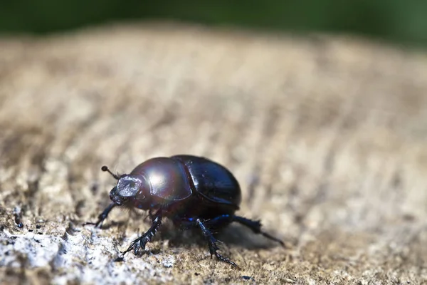 Gândac Negru Ciot — Fotografie, imagine de stoc