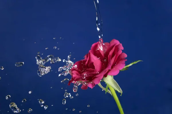 Rosa Flor Chuva Gotas Água Brilhando — Fotografia de Stock