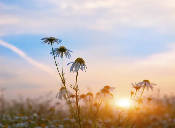 Ромашки Полі Заході Сонця — стокове фото