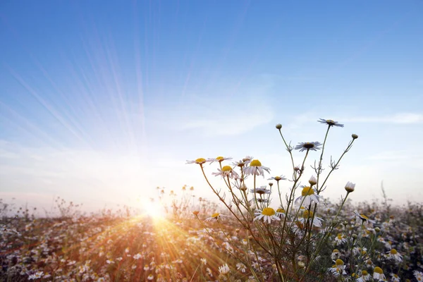 Camomiles Het Veld Een Zonsondergang — Stockfoto