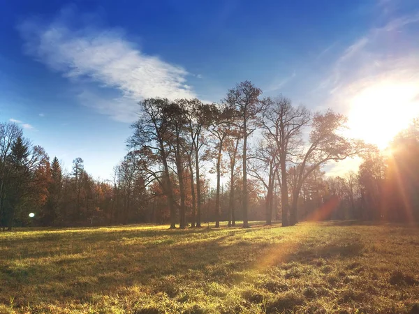 Luminosa Foresta Autunnale Sole — Foto Stock