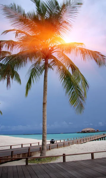 Palmeira Sobre Mar Luz Pôr Sol Maldivas — Fotografia de Stock