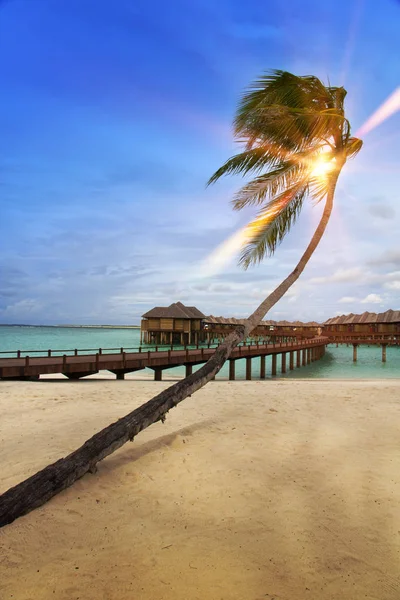 Palmeira Sobre Mar Luz Pôr Sol Maldivas — Fotografia de Stock