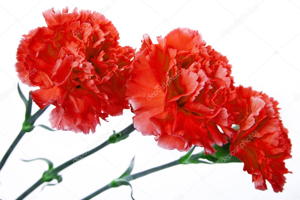 three red carnation on a white backgroun