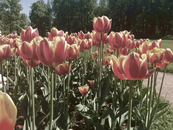 Tulipanes Primavera Parque Tonificación — Foto de Stock