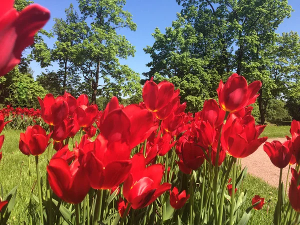 Tulipanes Primavera Parque — Foto de Stock