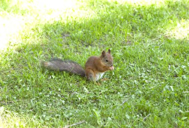 Sincap yakın çekim güneşli bir günde