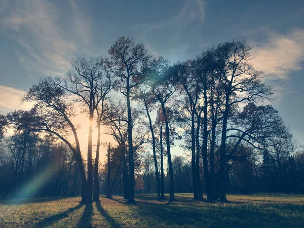 Осеннее Дерево Солнечном Свете Ретро Эффект — стоковое фото