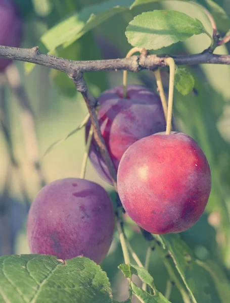 Takken Van Een Pruimenboom Met Rijpe Vruchten Tonin — Stockfoto