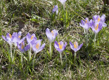 Crocus bir glade üzerinde