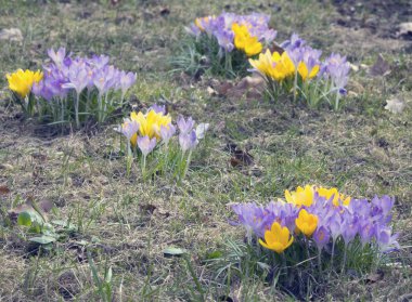 Crocus bir glade üzerinde
