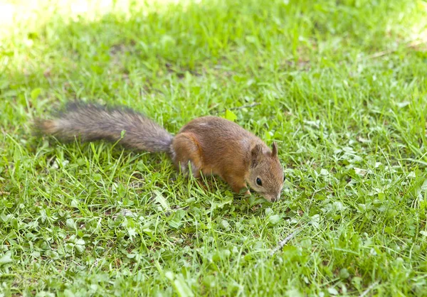 Squirrel Close Sunny Day — стоковое фото