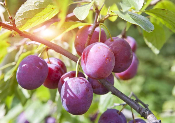Takken Van Een Pruimenboom Met Rijp Fruit — Stockfoto