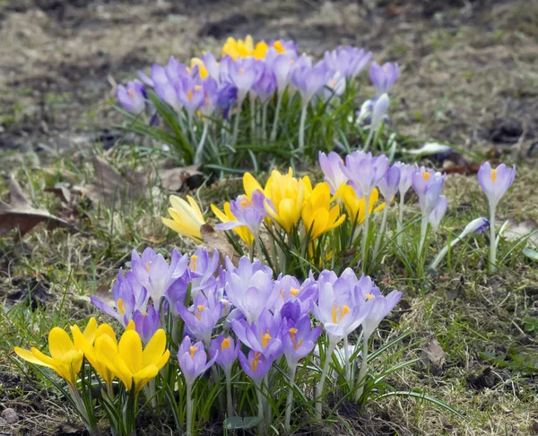 Krokus Auf Einer Lichtung — Stockfoto