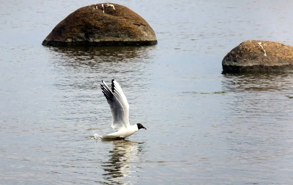 Måsen Havet Soliga Dag — Stockfoto