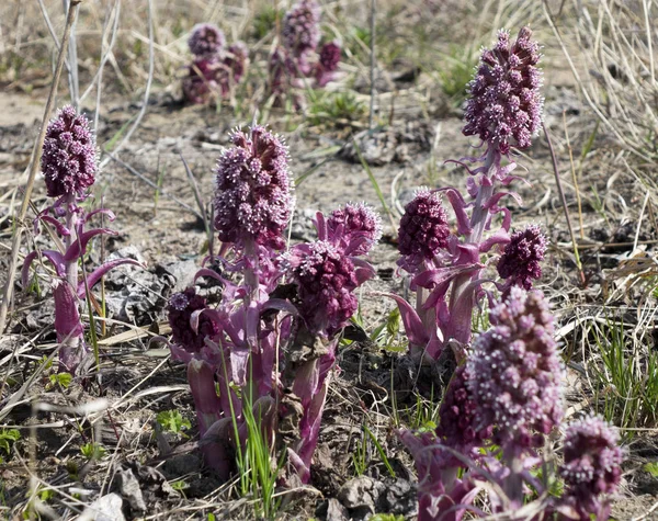 Mantequilla Común Petasites Hybridus Planta Herbácea Perenne Asteracea — Foto de Stock