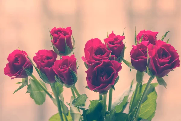 Crimson Kwiatów Róży Tonowanie — Zdjęcie stockowe