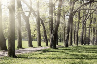 Meşe avenue, gölgeler güneş ve kirişler şubeleri aracılığıyla.
