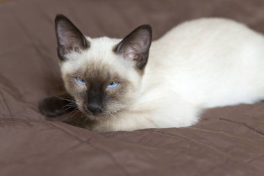 belgili tanımlık yavru kedi (Siamese tipi, Mekong bobtail) bir kapak ve doze yatıyor