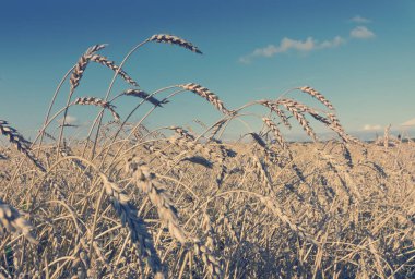 Masmavi gökyüzü altında buğday tarlası, retro etkisi