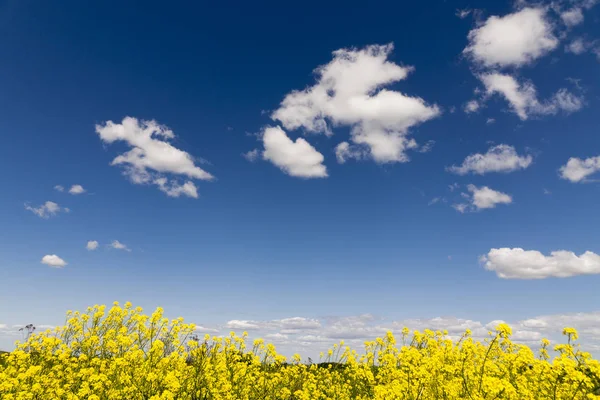 Żółte Kwiaty Rzepaku Polu Niebieskim Niebem Chmurami — Zdjęcie stockowe