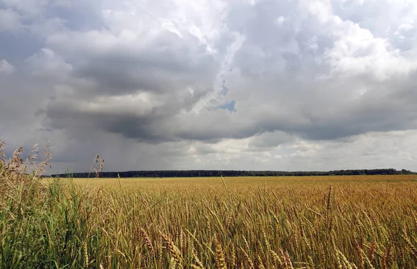 Ohren Auf Dem Feld — Stockfoto