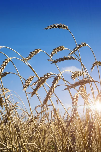 Ohren Auf Dem Feld — Stockfoto