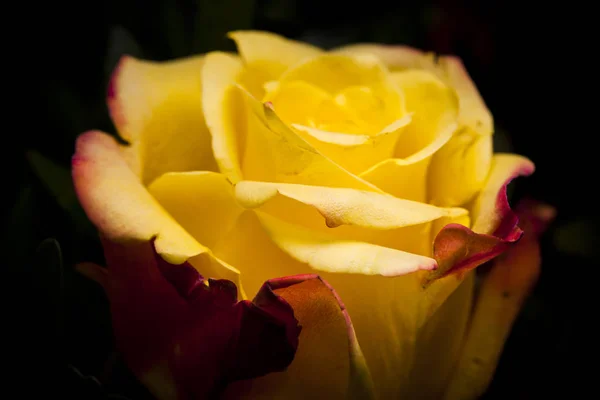 Rosa Amarilla Cerca Día Soleado —  Fotos de Stock