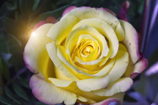 Yellow Rose Close Sunny Day — Stock Photo, Image