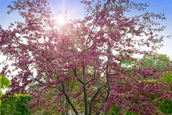 Цветущая Яблоня Розовыми Цветами — стоковое фото