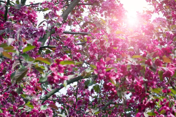 Manzano Floreciente Con Flores Rosadas — Foto de Stock