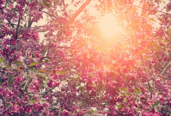 Manzano Floreciente Con Flores Rosadas Tonificando —  Fotos de Stock