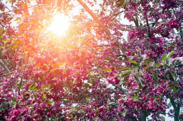 Manzano Floreciente Con Flores Rosadas — Foto de Stock